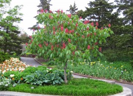 aesculus pavia var. splendens 2 at cbg 20107